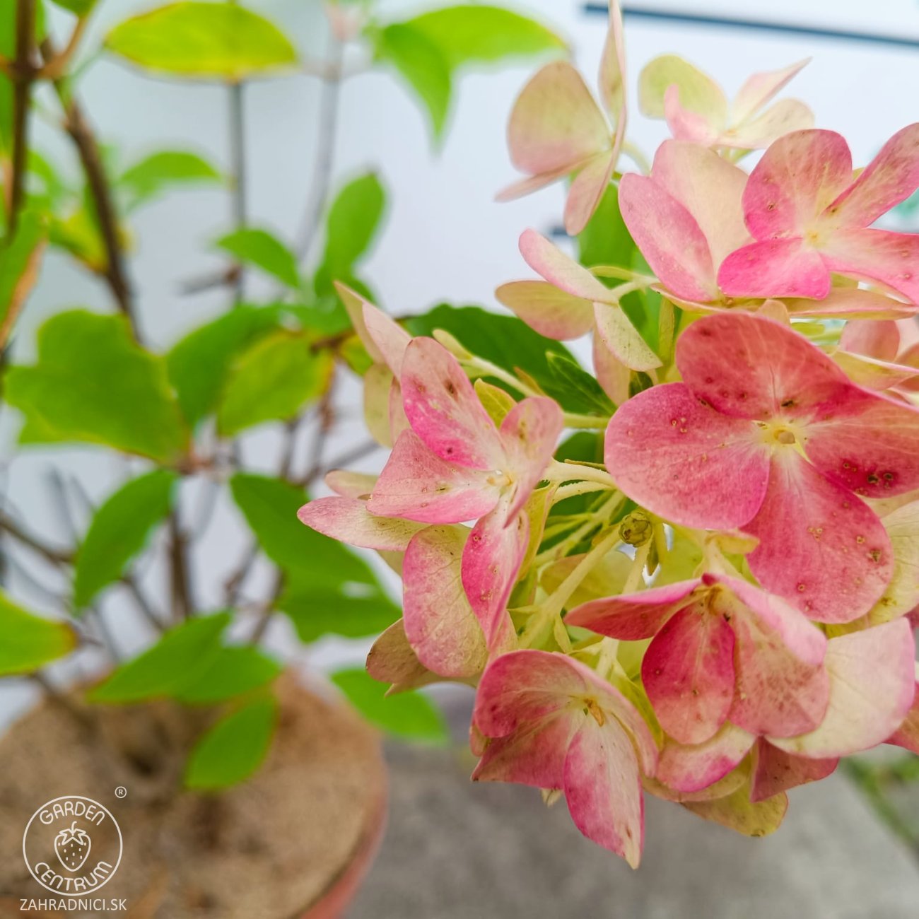 Obrázok Hortenzia metlinatá (Hydrangea paniculata) ‘LIVING PINK & ROSE’® by LIVING CREATIONS® - výška 50-70 cm, kont. C2L